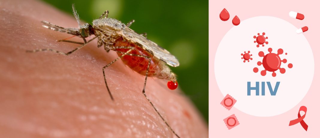 Why can't mosquitoes transmit HIV? Why can't mosquitoes transmit HIV?