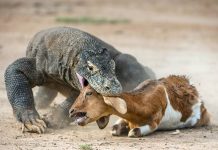 What does Komodo dragon eat? What does Komodo dragon eat?