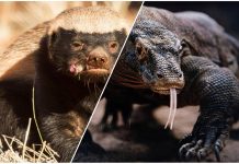 Komodo dragon vs honey badger who would win? komodo dragon vs honey badger who would win