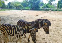 Why does zebras have stripes? Why does zebras have stripes?