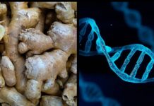 Ginger is the No. 1 metabolism booster ! Does ginger boost metabolism