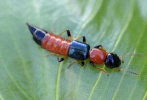 Skirt and Blouse insect (Rove Bettle) 
