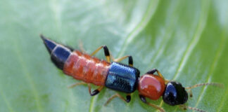 Skirt and Blouse Insect bite (Rove Bettles) ZdCGAAAAAAAAAQBxpAAAH8le3bAAAAAElFTkSuQmCC