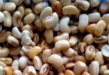 Is it good to parboil beans before cooking? is it good to parboil beans before cooking