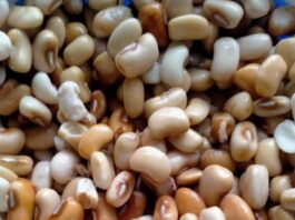 Is it good to parboil beans before cooking? is it good to parboil beans before cooking
