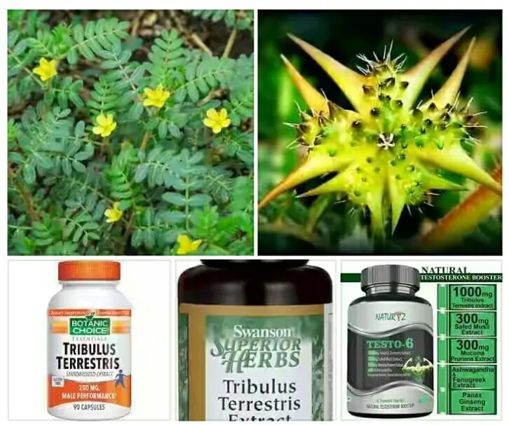 Interesting health benefits of Tribulus terrestris Tribulus terrestris