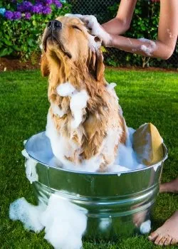 Tips on how to effectively bath your dog at home EIOlyAKX0AAzAwK
