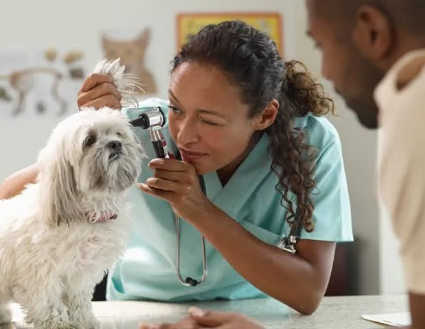 Veterinary Medicine in Nigeria