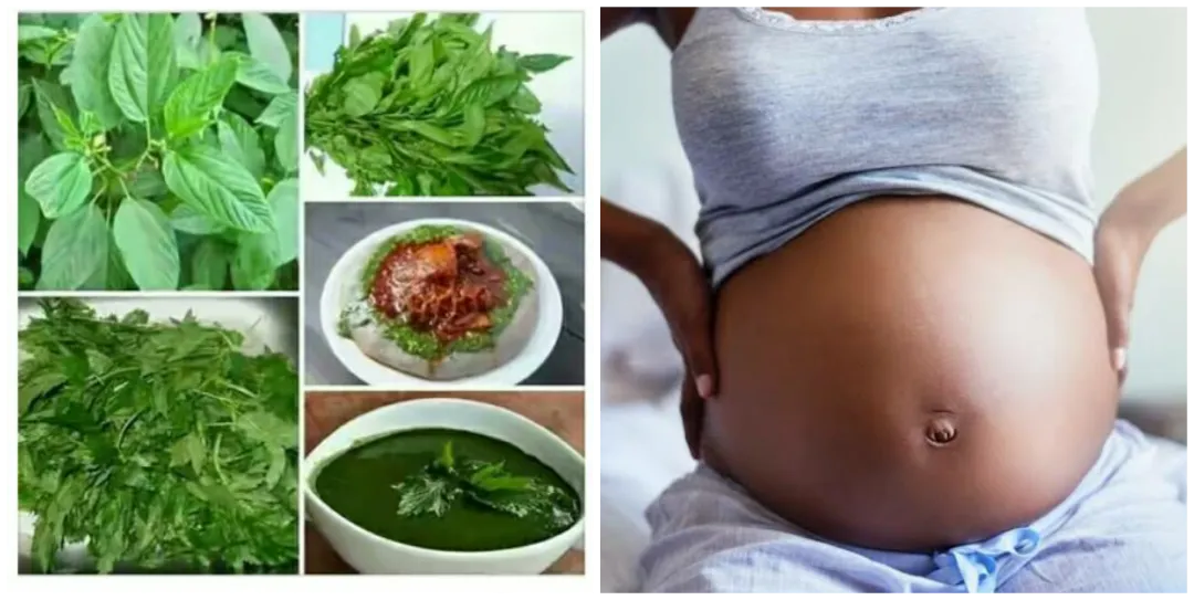 Is Ewedu Good in Pregnancy? Can Ewedu Cause Miscarriage?