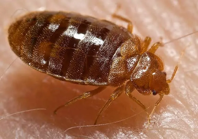 How to get rid of bed bugs in Nigeria