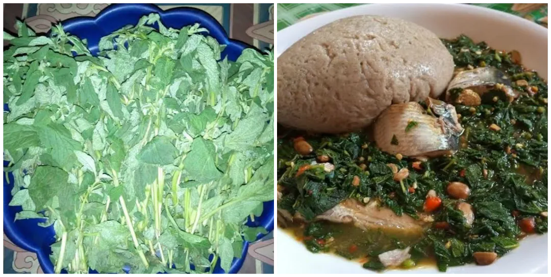 Karkashi: Health Benefits, Soup, Miyan Karkashi, English Name, Recipes, Leaves Health benefits of karkashi