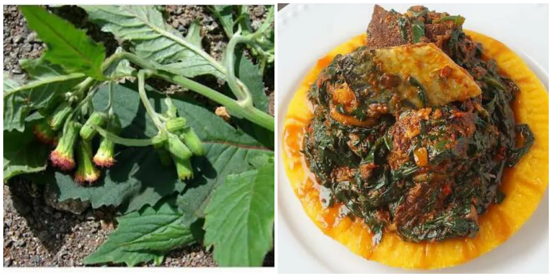 14 Solid and Wonderful Uses + Health Benefits of Efo Ebolo