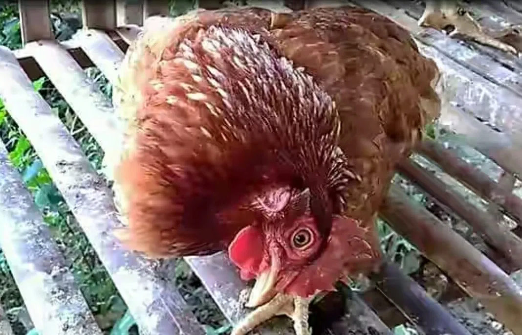 Cure for Newcastle disease in chicken in Nigeria Cure for Newcastle disease in chicken in Nigeria