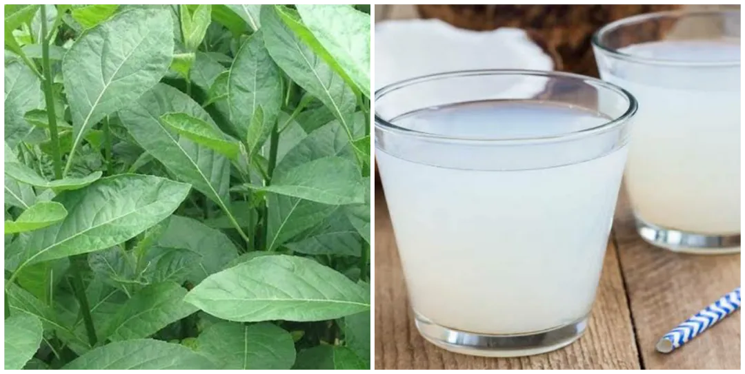 25 Health benefits of bitter leaf and coconut water Health benefits of bitter leaf and coconut water