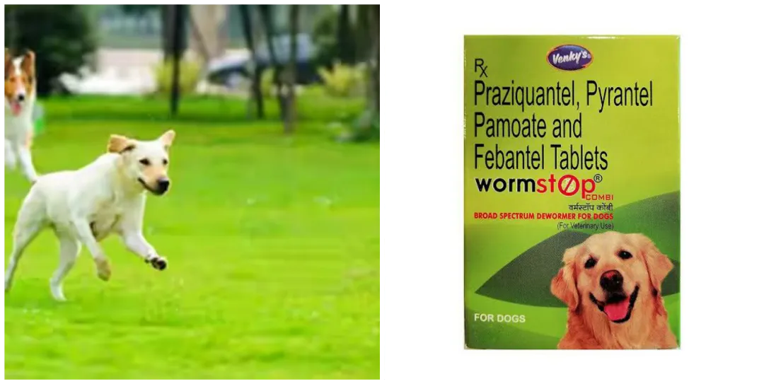 Deworming Drugs For Dogs in Nigeria + Why You Should Deworm Your Dogs Deworming Drugs For Dogs in Nigeria + Why You Should Deworm Your Dogs.