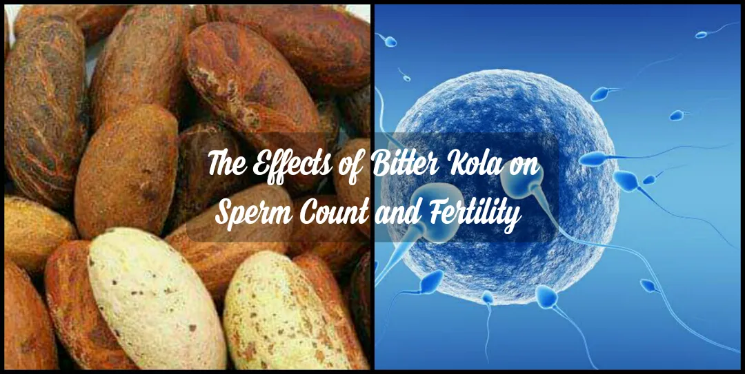What is the (side) effect of bitter kola on sperm count and fertility? What is the (side) effect of bitter kola on sperm count and fertility