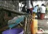 Side effects and health benefits of Ogogoro Side effects and health benefits of Ogogoro drink
