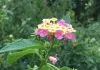 Side Effects and health benefits of ananse dokono