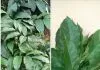 HEALTH BENEFITS OF susumasa LEAF AND TREE