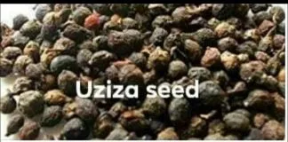 Uda seed and alligator pepper for fibroids.
