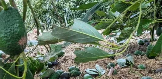 20 health benefits of avocado leaves and side effects