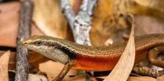Are skinks poisonous to humans