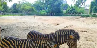 Why does zebras have stripes?